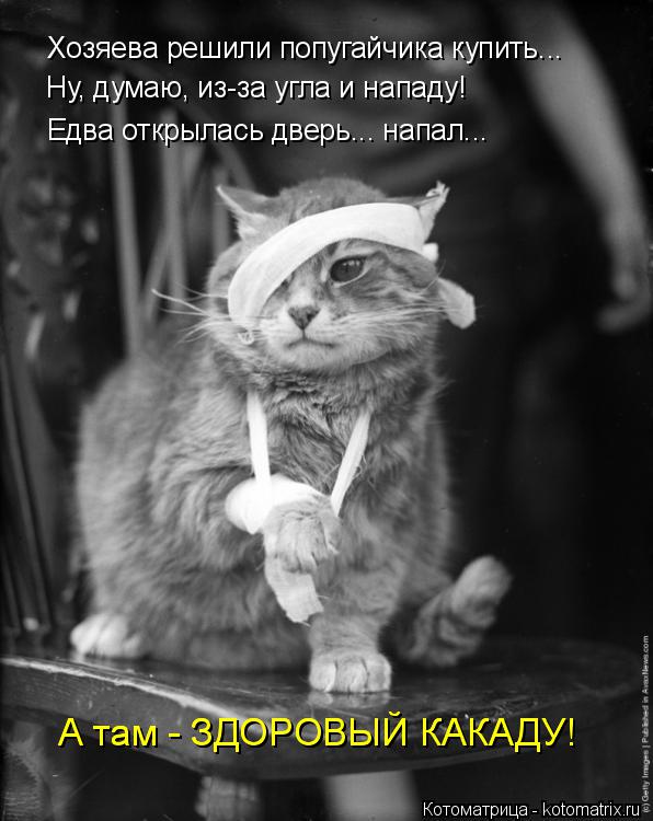 Котоматрица: Хозяева решили попугайчика купить... Ну, думаю, из-за угла и нападу! Едва открылась дверь... напал... А там - ЗДОРОВЫЙ КАКАДУ! А там - ЗДОРОВЫЙ КАК