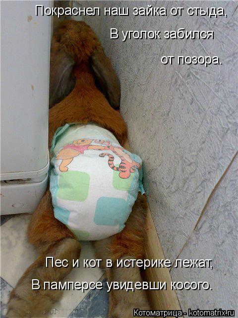 Покраснел наш зайка от стыда, В уголок забился от позора. Пес и кот в истерике лежат, В памперсе увид... Котоматрица: Покраснел наш зайка от стыда, В уголок забился от позора. Пес и кот в истерике лежат, В памперсе увидевши косого.