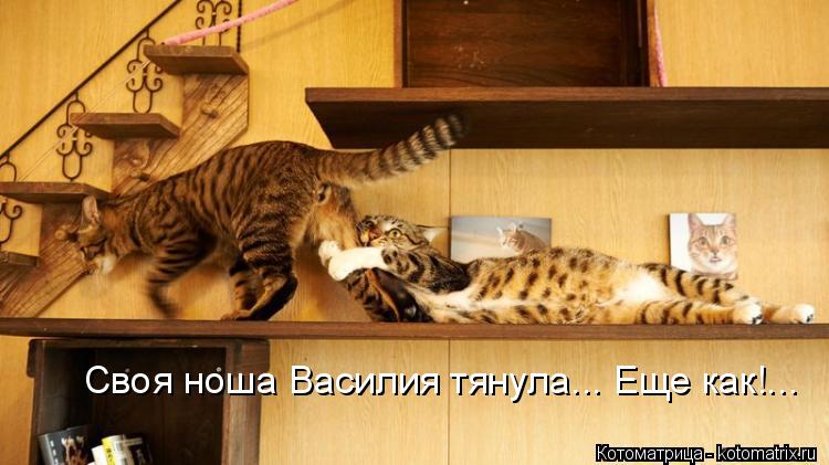 Своя ноша Василия тянула... Еще как!...... Котоматрица: Своя ноша Василия тянула... Еще как!...
