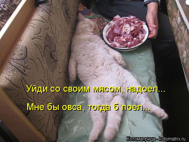 Котоматрица: Уйди со своим мясом, надоел... Мне бы овса, тогда б поел...