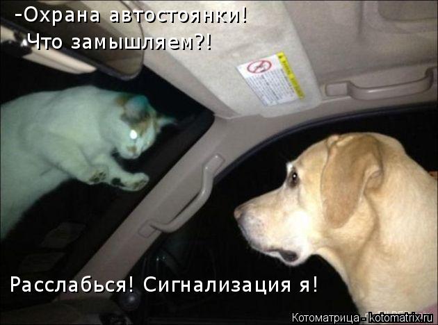 Котоматрица: -Охрана автостоянки! Что замышляем?! Расслабься! Сигнализация я!