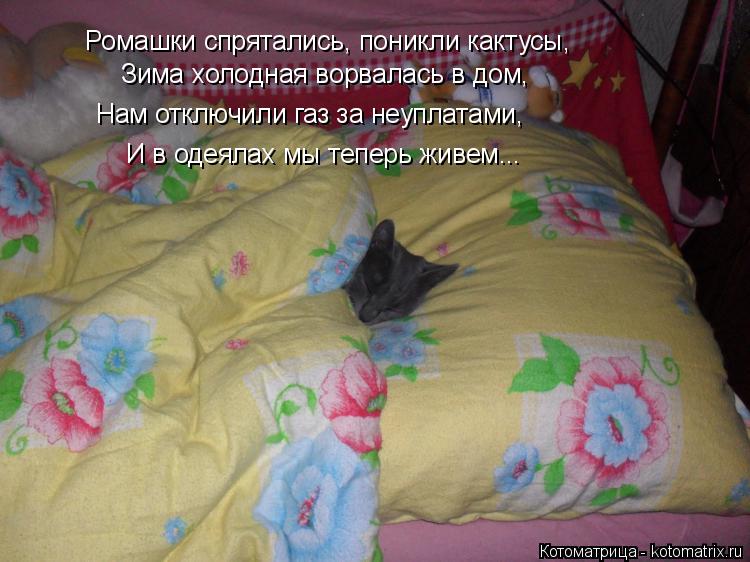 Котоматрица: Ромашки спрятались, поникли кактусы, Зима холодная ворвалась в дом, Нам отключили газ за неуплатами, И в одеялах мы теперь живем...