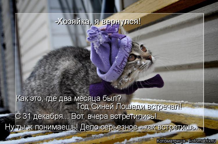 Котоматрица: Год Синей Лошади встречал!  С 31 декабря... Вот, вчера встретились! Ну ты ж понимаешь! Дело серьезное - как встретишь... -Хозяйка, я вернулся! Как 