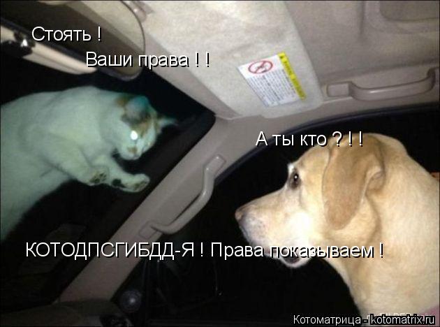 Котоматрица: Стоять ! А ты кто ? ! ! Ваши права ! ! КОТОДПСГИБДД-Я ! Права показываем !