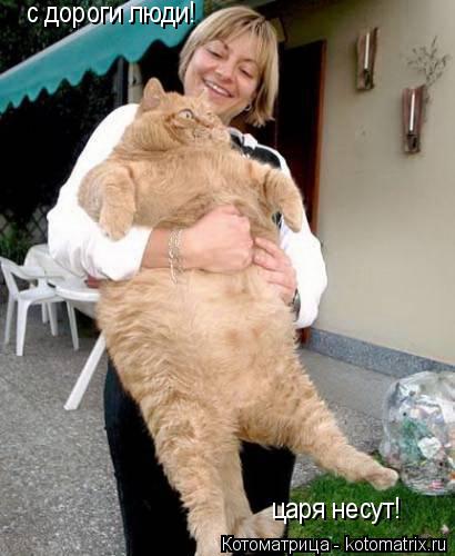 с дороги люди! с дороги люди! царя несут!... Котоматрица: с дороги люди! с дороги люди! царя несут!
