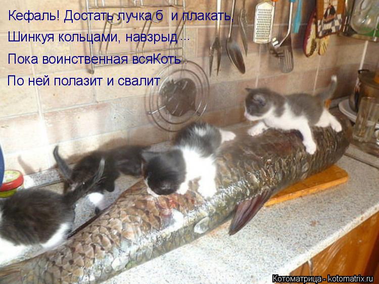 Кефаль! Достать лучка б и плакать, Шинкуя кольцами, навзрыд Пока воинственная всяКоть По ней полазит... Котоматрица: Кефаль! Достать лучка б и плакать, Шинкуя кольцами, навзрыд Пока воинственная всяКоть По ней полазит и свалит ...