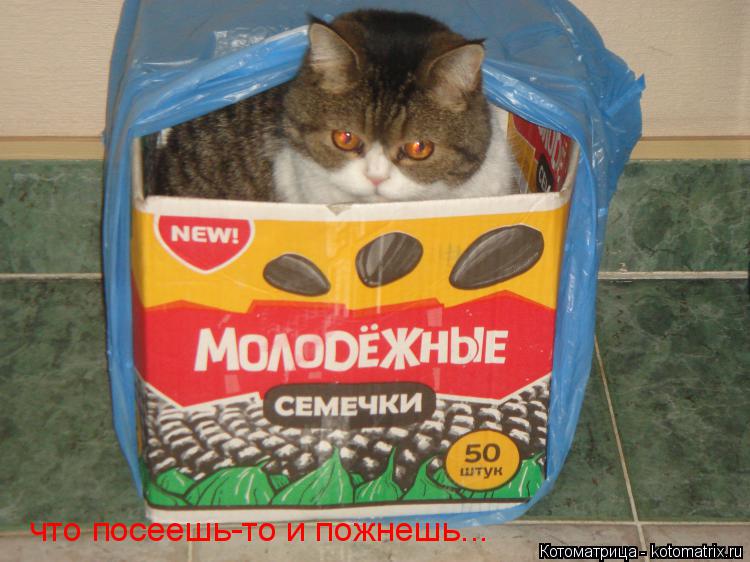 Котоматрица: что посеешь-то и пожнешь...