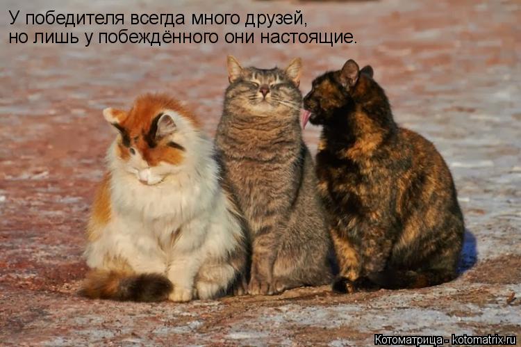 У победителя всегда много друзей, но лишь у побеждённого они настоящие.... Котоматрица: У победителя всегда много друзей, но лишь у побеждённого они настоящие.