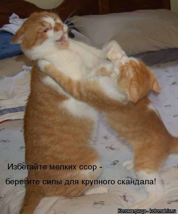 Избегайте мелких ссор - берегите силы для крупного скандала!... Котоматрица: Избегайте мелких ссор - берегите силы для крупного скандала!