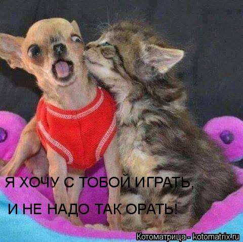 Я ХОЧУ С ТОБОЙ ИГРАТЬ, И НЕ НАДО ТАК ОРАТЬ!... Котоматрица: Я ХОЧУ С ТОБОЙ ИГРАТЬ, И НЕ НАДО ТАК ОРАТЬ!
