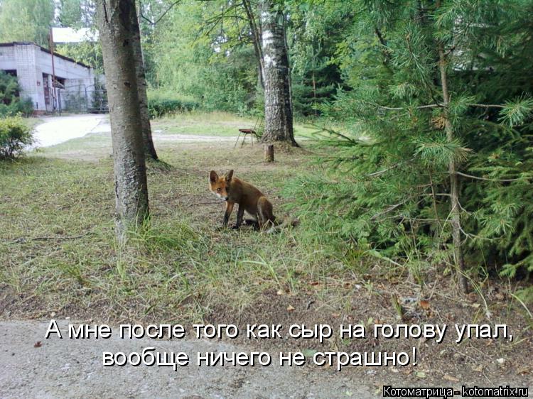 Котоматрица: А мне после того как сыр на голову упал, вообще ничего не страшно!