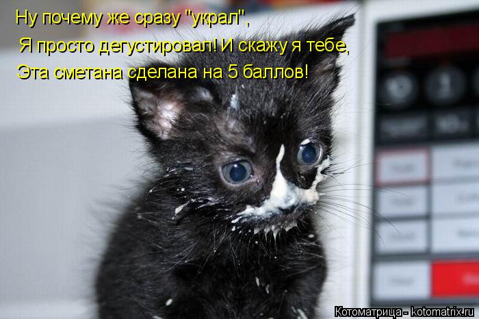 Ну почему же сразу "украл", Я просто дегустировал! И скажу я тебе, Эта сметана сделана на 5 баллов!... Котоматрица: Ну почему же сразу "украл", Я просто дегустировал! И скажу я тебе, Эта сметана сделана на 5 баллов!