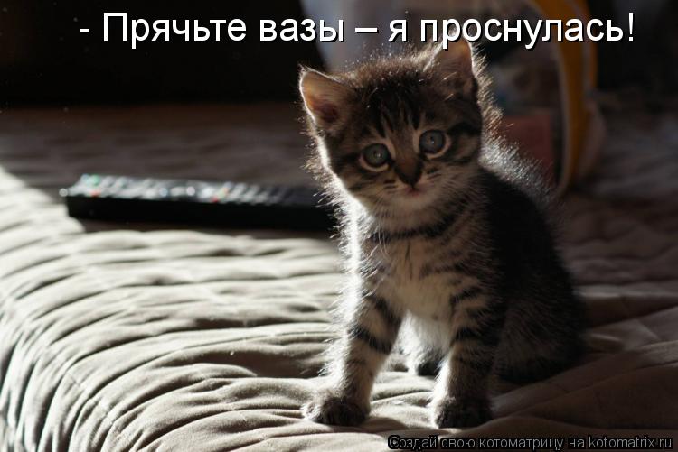 - Прячьте вазы – я проснулась!... Котоматрица: - Прячьте вазы – я проснулась!