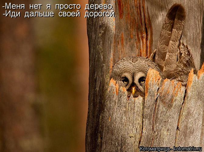 -Меня нет я просто дерево. -Иди дальше своей дорогой.... Котоматрица: -Меня нет я просто дерево. -Иди дальше своей дорогой.