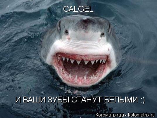 CALGEL И ВАШИ ЗУБЫ СТАНУТ БЕЛЫМИ :)... Котоматрица: CALGEL И ВАШИ ЗУБЫ СТАНУТ БЕЛЫМИ :)