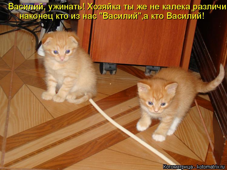 Василий, ужинать! Хозяйка ты же не калека различи наконец кто из нас "Василий",а кто Василий! наконец... Котоматрица: Василий, ужинать! Хозяйка ты же не калека различи наконец кто из нас "Василий",а кто Василий! наконец кто из нас "Василий",а кто Василий! ,