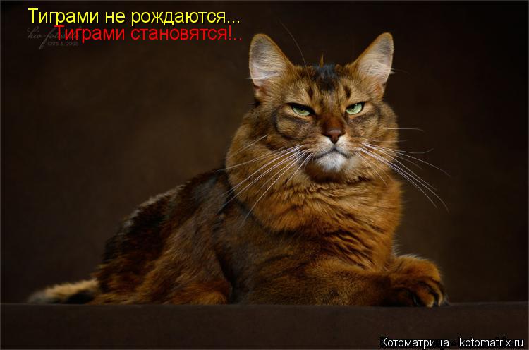 Котоматрица: Тиграми не рождаются... Тиграми становятся!..
