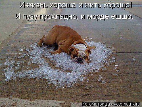 Котоматрица: И жизнь хороша и жить хорошо! И пузу прохладно, и морде ешшо.
