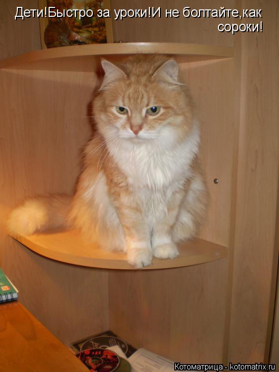 Котоматрица: Дети!Быстро за уроки!И не болтайте,как сороки!