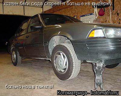 хозяин,беги сюда скорее! я больше не выдержу больно ноша тежела!... Котоматрица: хозяин,беги сюда скорее! я больше не выдержу больно ноша тежела!