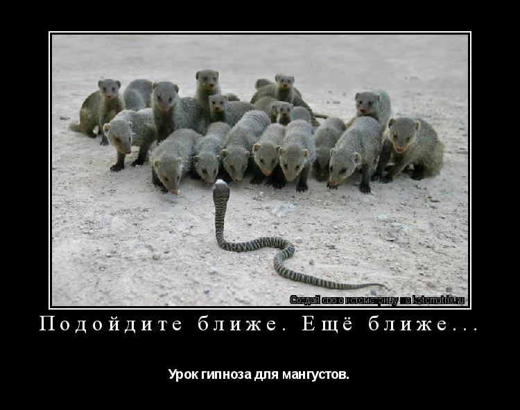 Подойдите ближе. Ещё ближе... Урок гипноза для мангустов.... Котоматрица: Подойдите ближе. Ещё ближе... Урок гипноза для мангустов.