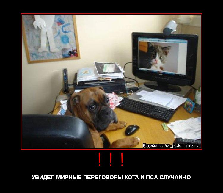 !!! УВИДЕЛ МИРНЫЕ ПЕРЕГОВОРЫ КОТА И ПСА СЛУЧАЙНО ... Котоматрица: !!! УВИДЕЛ МИРНЫЕ ПЕРЕГОВОРЫ КОТА И ПСА СЛУЧАЙНО