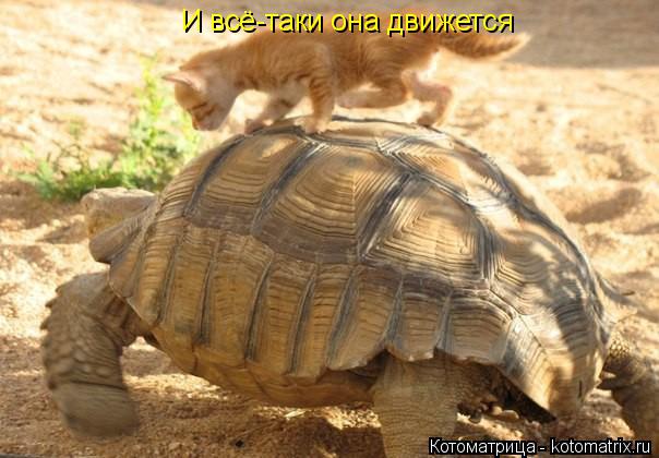 Котоматрица: И всё-таки она движется