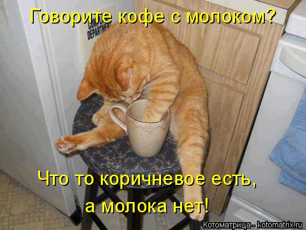 Котоматрица: Говорите кофе с молоком? Что то коричневое есть, а молока нет!