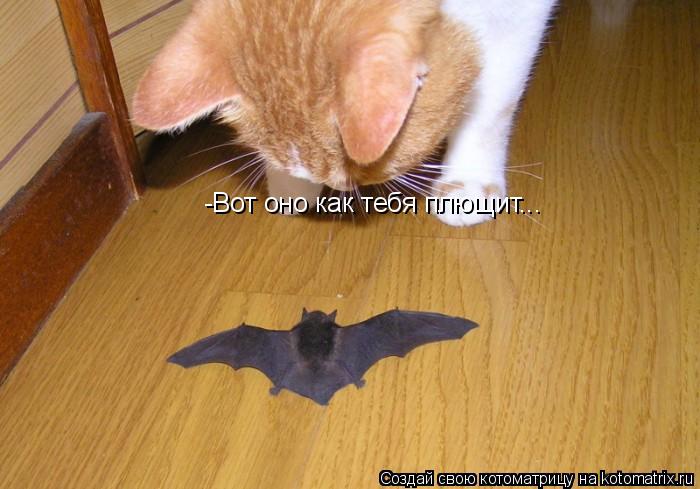 Котоматрица: -Вот оно как тебя плющит...