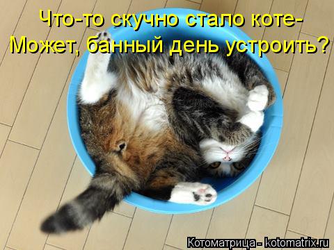 Котоматрица: Что-то скучно стало коте- Может, банный день устроить?
