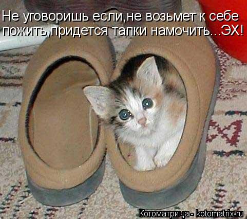Котоматрица: Не уговоришь если,не возьмет к себе пожить,придется тапки намочить...ЭХ!