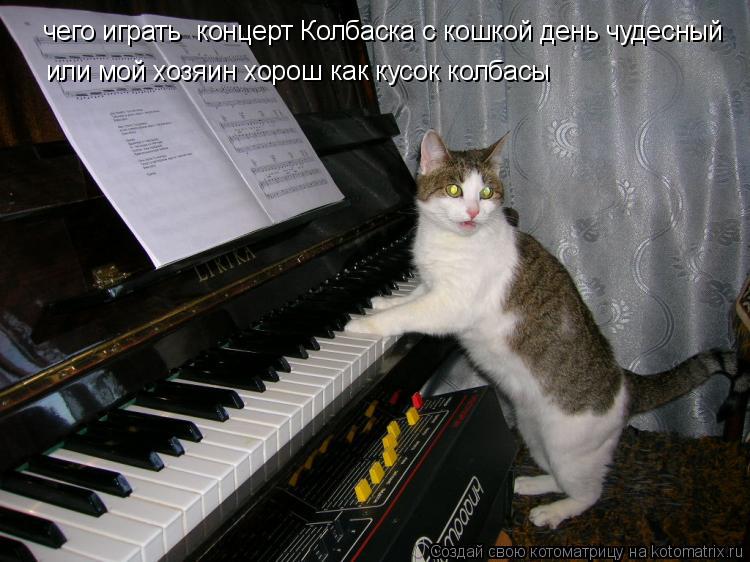 чего играть концерт Колбаска с кошкой день чудесный или мой хозяин хорош как кусок колбасы... Котоматрица: чего играть концерт Колбаска с кошкой день чудесный или мой хозяин хорош как кусок колбасы