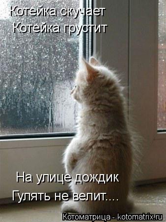 Котейка скучает Котейка грустит На улице дождик Гулять не велит....... Котоматрица: Котейка скучает Котейка грустит На улице дождик Гулять не велит....