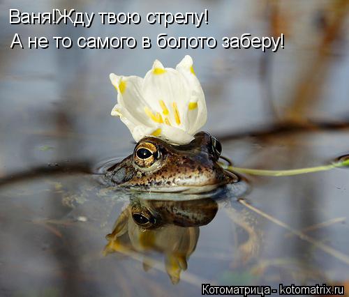 Котоматрица: Ваня!Жду твою стрелу! А не то самого в болото заберу!