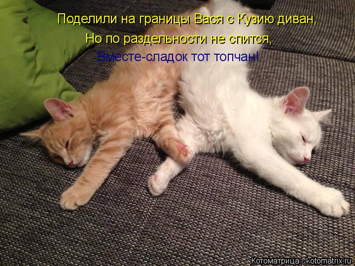 Котоматрица: Поделили на границы Вася с Кузию диван, Но по раздельности не спится, Вместе-сладок тот топчан!