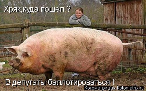 Котоматрица: Хряк,куда пошёл ? В депутаты баллотироваться !