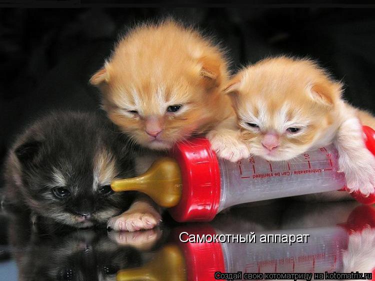 Котоматрица: Самокотный аппарат