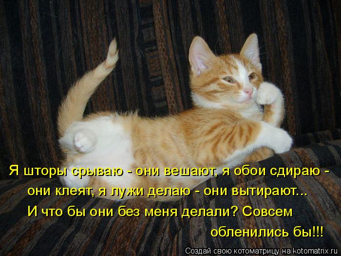 Я шторы срываю - они вешают, я обои сдираю - они клеят, я лужи делаю - они вытирают... И что бы они б... Котоматрица: Я шторы срываю - они вешают, я обои сдираю - они клеят, я лужи делаю - они вытирают... И что бы они без меня делали? Совсем обленились бы!!!