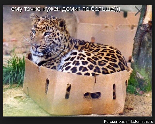 Котоматрица: ему точно нужен домик по больше)))
