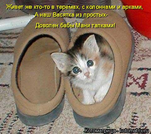 Котоматрица: Живет же кто-то в теремах, с колоннами и арками, А наш Васятка из простых- Доволен бабы Мани тапками!