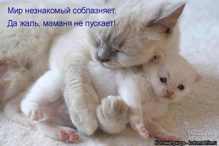 Котоматрица: Мир незнакомый соблазняет, Да жаль, маманя не пускает!