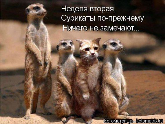 Котоматрица: Неделя вторая, Сурикаты по-прежнему Ничего не замечают...