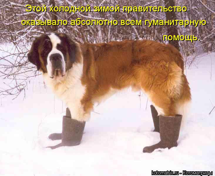 Котоматрица: Этой холодной зимой правительство оказывало абсолютно всем гуманитарную помощь.