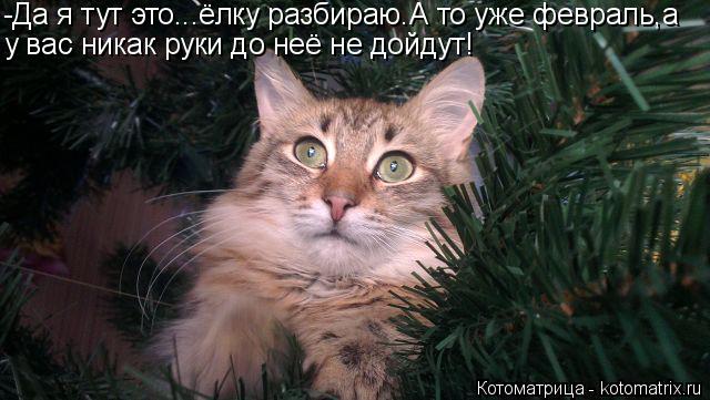 Котоматрица: -Да я тут это...ёлку разбираю.А то уже февраль,а у вас никак руки до неё не дойдут!