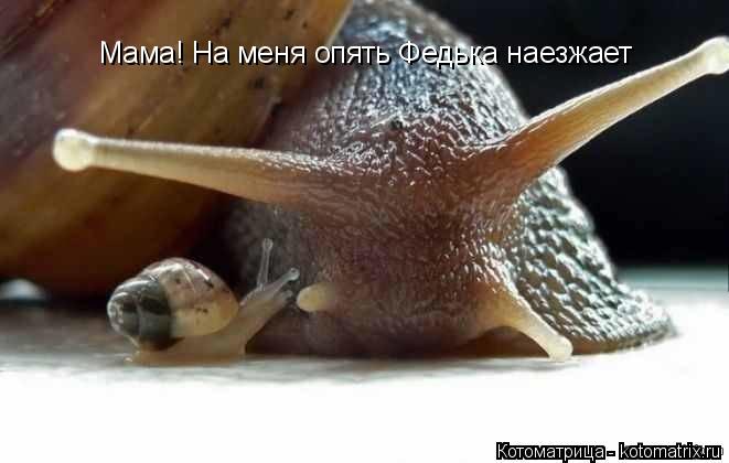 Мама! На меня опять Федька наезжает... Котоматрица: Мама! На меня опять Федька наезжает