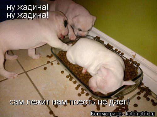 Котоматрица: ну жадина!  ну жадина!  сам лежит нам поесть не дает!