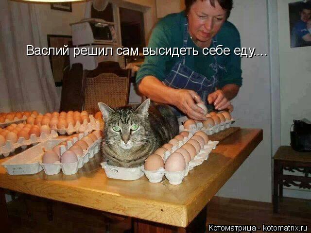 Васлий решил сам высидеть себе еду....... Котоматрица: Васлий решил сам высидеть себе еду....