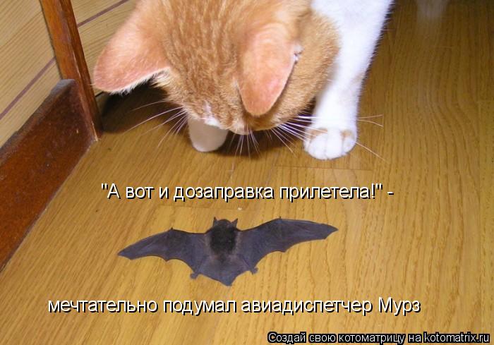 Котоматрица: "А вот и дозаправка прилетела!" -  мечтательно подумал авиадиспетчер Мурз