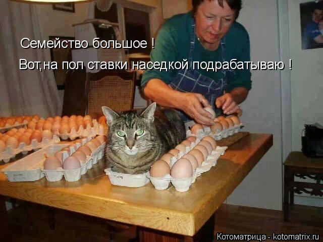 Котоматрица: Вот,на пол ставки наседкой подрабатываю ! Семейство большое !