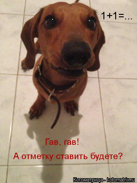 Котоматрица: 1+1=... Гав, гав! А отметку ставить будете?